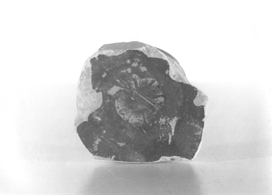 coppa con piede ad anello/ fondo